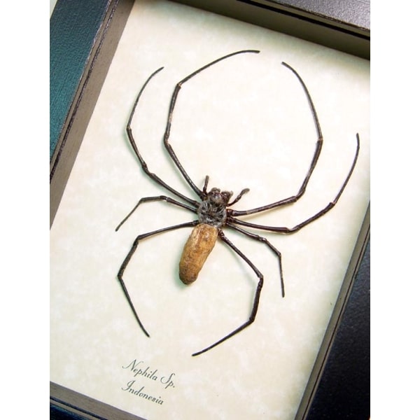 Real Orb Weaver Spider Nephila Male Framed Taxidermy Display