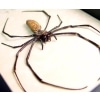 Nephila sp Orb Weaver Spider Huge Fangs Real Framed Insect