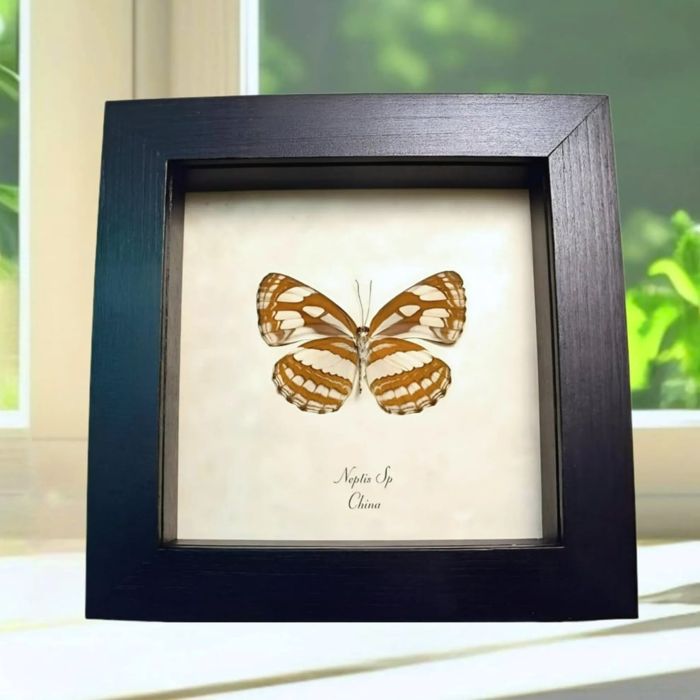 Real Framed Striped Sailor Butterfly Neptis Taxidermy Display Real Framed Striped Sailor Butterfly Neptis Taxidermy Display