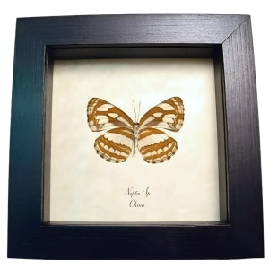 Real Framed Striped Sailor Butterfly Neptis Taxidermy Display