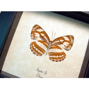Neptis Tiger Sailor Butterfly Framed Taxidermy Display