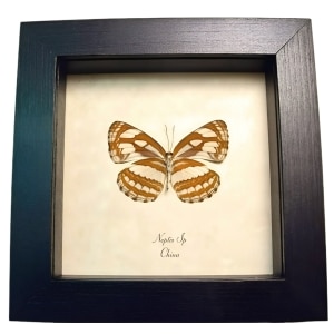 Real Framed Striped Sailor Butterfly Neptis Taxidermy Display