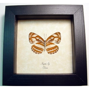 Neptis Tiger Sailor Butterfly Framed Taxidermy Display