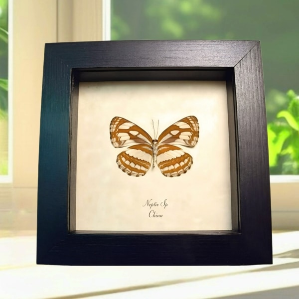 Real Framed Striped Sailor Butterfly Neptis Taxidermy Display