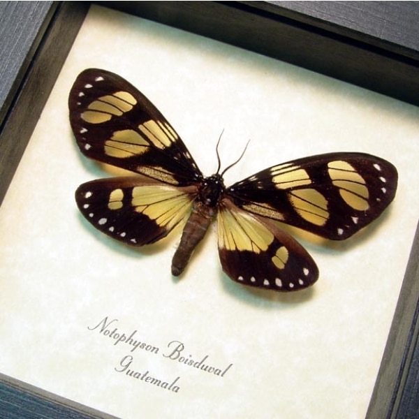 Notophyson boisduval Framed Day Flying Moth