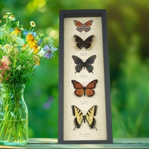 North American Butterfly Collection Real Framed Butterflies Taxidermy Display