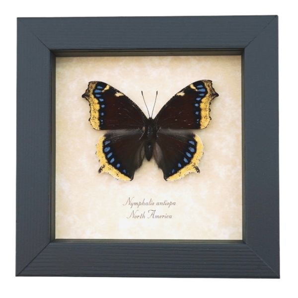 Nymphalis Antiopa Mourning Cloak Butterfly Real Framed Taxidermy Display