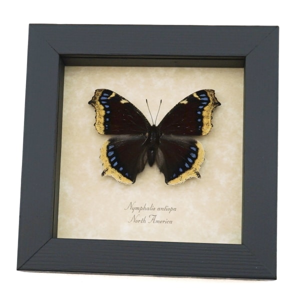 Nymphalis Antiopa Mourning Cloak Butterfly Real Framed Taxidermy Display