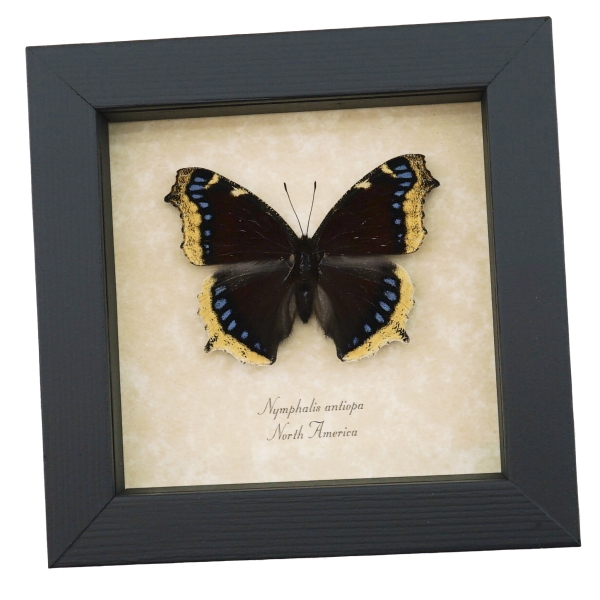 Nymphalis Antiopa Mourning Cloak Butterfly Real Framed Taxidermy Display