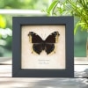 Nymphalis Antiopa Mourning Cloak Butterfly Real Framed Taxidermy Display