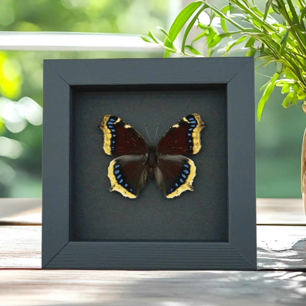Mourning Cloak Butterfly Nymphalis Antiopa Real Framed Taxidermy Moonlight Display Mourning Cloak Butterfly Nymphalis Antiopa Real Framed Taxidermy Moonlight Display