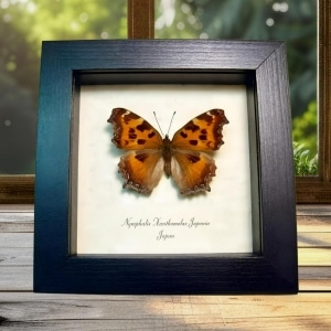 Framed Japanese Butterfly Nymphalis xanthomelas japonia Taxidermy Display