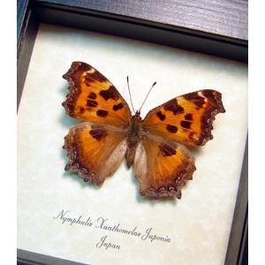 Nymphalis xanthomelas japonia Scarce tortoiseshell Butterfly Framed Taxidermy Display