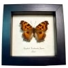 Framed Japanese Butterfly Nymphalis xanthomelas japonia Taxidermy Display