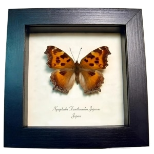 Framed Japanese Butterfly Nymphalis xanthomelas japonia Taxidermy Display