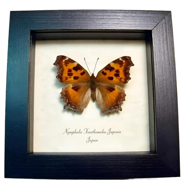 Framed Japanese Butterfly Nymphalis xanthomelas japonia Taxidermy Display