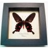 Pachliopta kotzebuea Black Swallowtail Butterfly Framed Taxidermy Display
