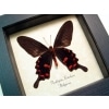 Pachliopta kotzebuea Black Swallowtail Butterfly Framed Taxidermy Display