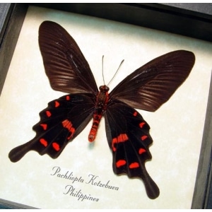 Pachliopta kotzebuea Black Swallowtail Butterfly Framed Taxidermy Display