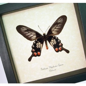 Pachliopta polyphontes Red Black Swallowtail Butterfly