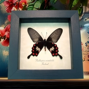Common Rose Butterfly Pachliopta aristolochile Framed Display