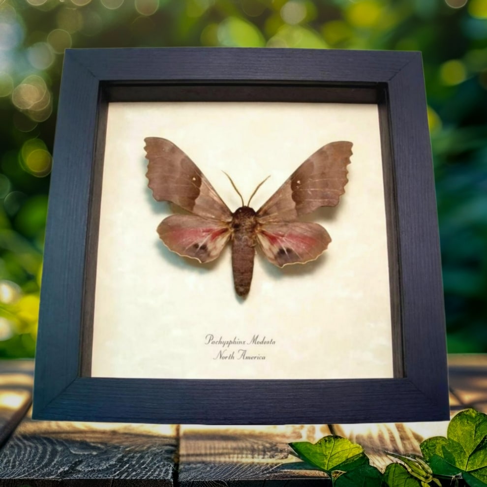 Poplar Sphinx Moth Pachysphinx modesta male Framed Taxidermy Display
