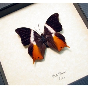 Palla ussheri African Swallowtail Butterfly Framed Taxidermy Display