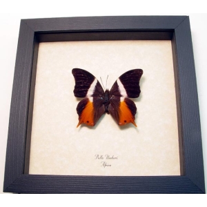 Palla ussheri African Swallowtail Butterfly Framed Taxidermy Display