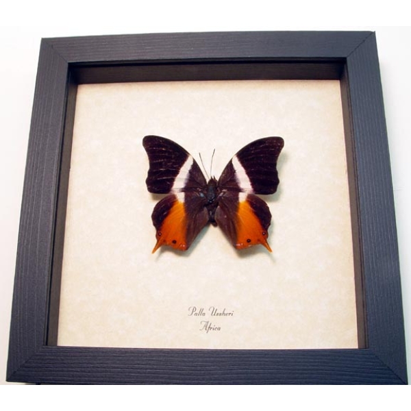 Palla ussheri African Swallowtail Butterfly Framed Taxidermy Display