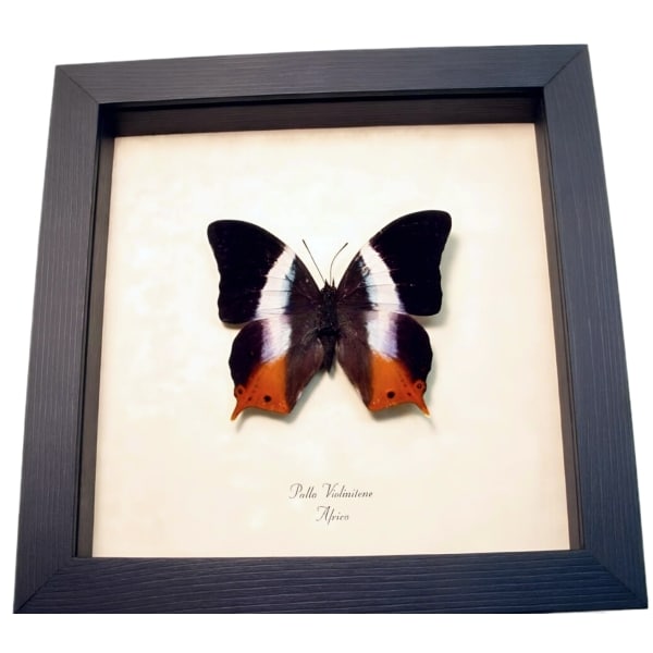 African Violet Butterfly Palla violintins Framed Taxidermy Display