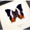 African Violet Butterfly Palla violintins Framed Taxidermy Display