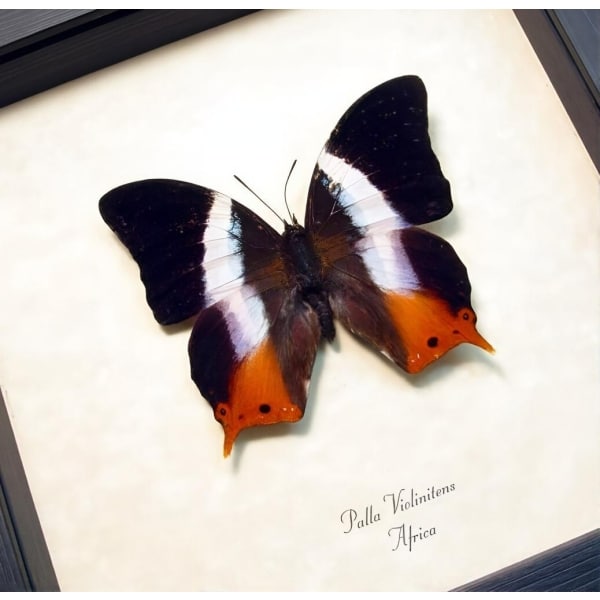 African Violet Butterfly Palla violintins Framed Taxidermy Display