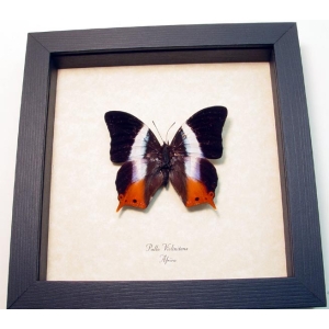 Palla violintins African Violet Butterfly Framed Taxidermy Display
