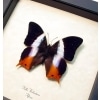 African Violet Butterfly Palla violintins Framed Taxidermy Display