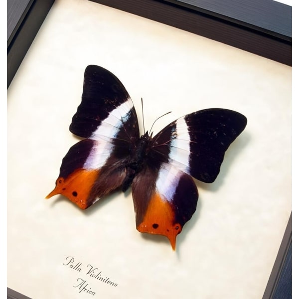African Violet Butterfly Palla violintins Framed Taxidermy Display