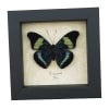 Panacea prola Prola Beauty Butterfly Framed Taxidermy Display