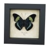 Panacea prola Prola Beauty Butterfly Framed Taxidermy Display