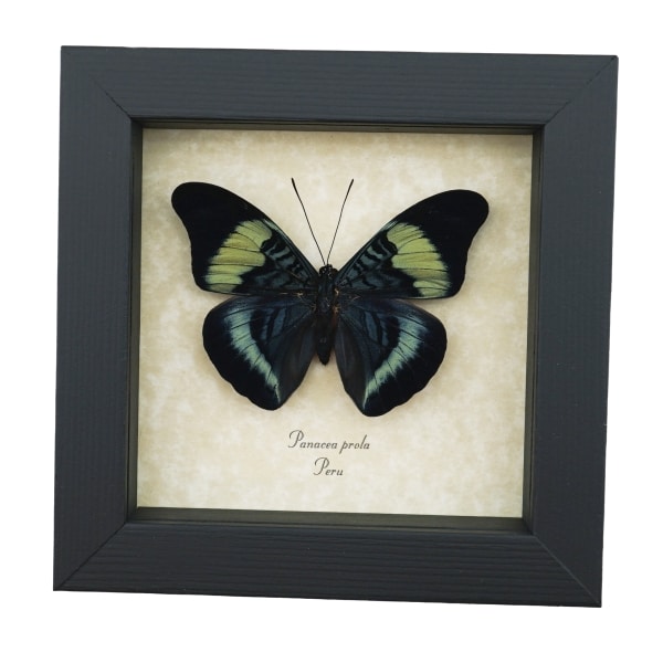 Panacea prola Prola Beauty Butterfly Framed Taxidermy Display