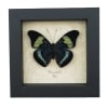 Panacea prola Prola Beauty Butterfly Framed Taxidermy Display