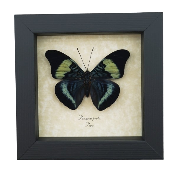 Panacea prola Prola Beauty Butterfly Framed Taxidermy Display