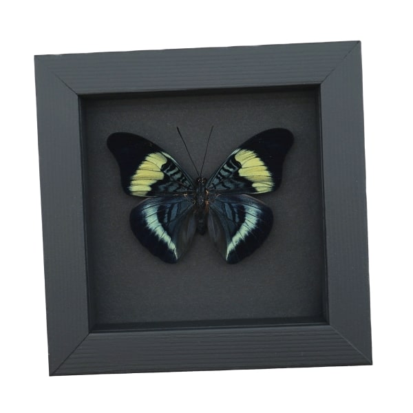 Prola Beauty Blue Butterfly Panacea prola Framed Taxidermy Moonlight Display