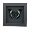 Prola Beauty Blue Butterfly Panacea prola Framed Taxidermy Moonlight Display