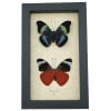 Panacea prola Pair Red Flasher Butterflies Framed Taxidermy Display