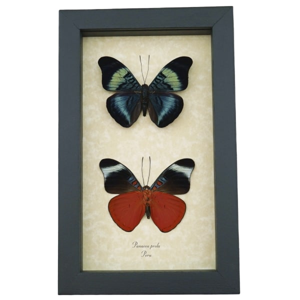 Panacea prola Pair Red Flasher Butterflies Framed Taxidermy Display