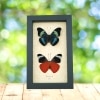 Panacea prola Pair Red Flasher Butterflies Framed Taxidermy Display