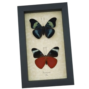 Panacea prola Pair Red Flasher Butterflies Framed Taxidermy Display