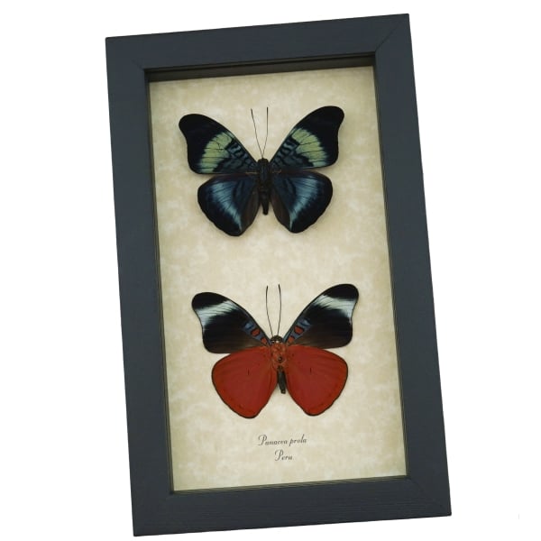 Panacea prola Pair Red Flasher Butterflies Framed Taxidermy Display