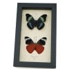 Panacea prola Pair Red Flasher Butterflies Framed Taxidermy Display