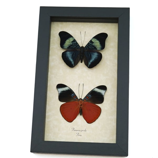 Panacea prola Pair Red Flasher Butterflies Framed Taxidermy Display