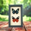 Panacea prola Pair Red Flasher Butterflies Framed Taxidermy Display